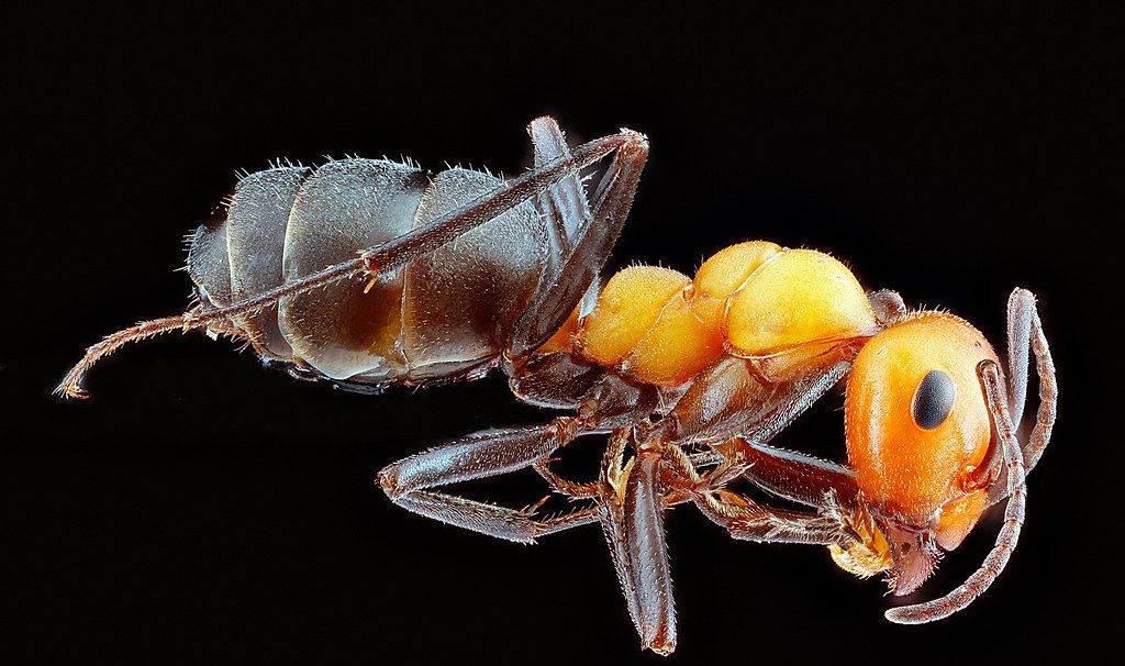 Ant Control service in Fort Wayne, IN