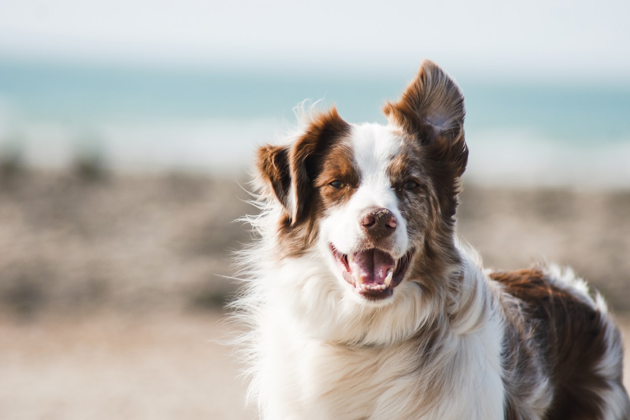Flea & Tick Control service in Fort Wayne, IN