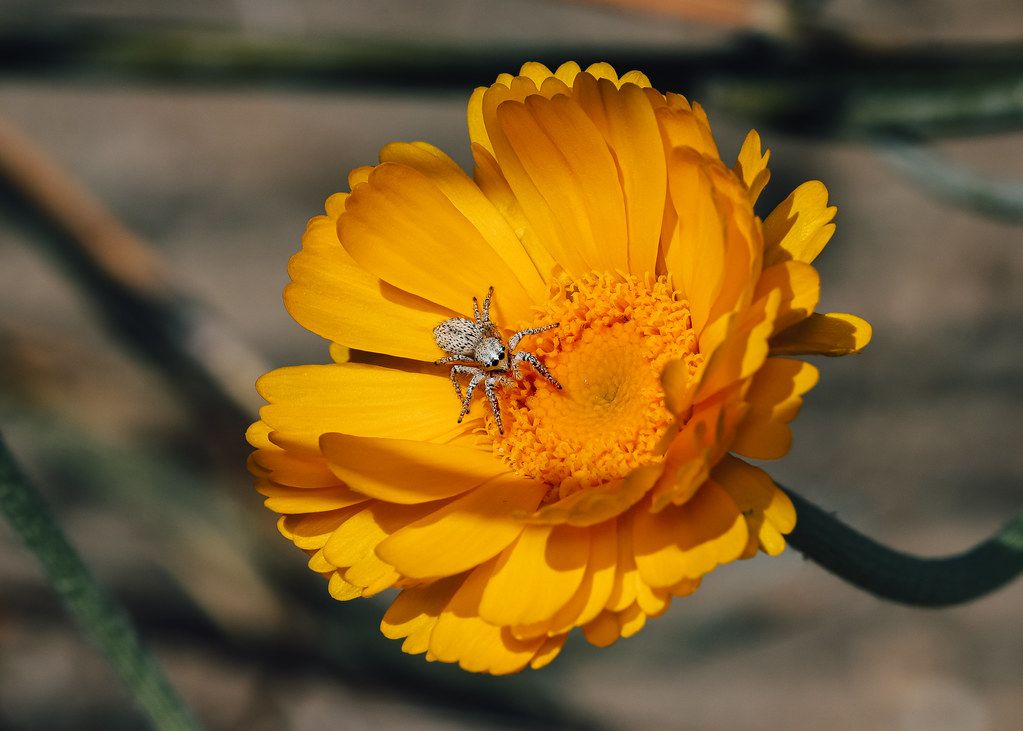 Spider Control service in Fort Wayne, IN